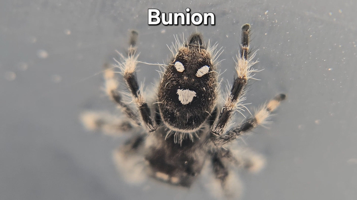 Bunion - Male Regal