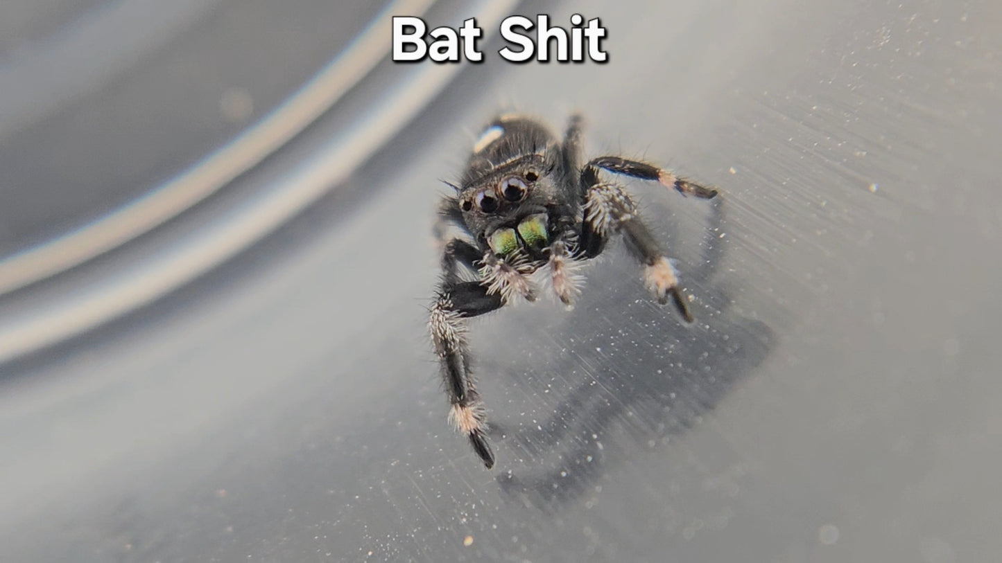 Bat Shit - Male Regal