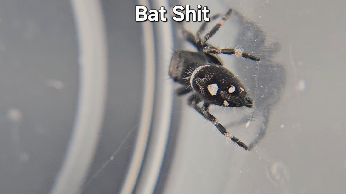 Bat Shit - Male Regal