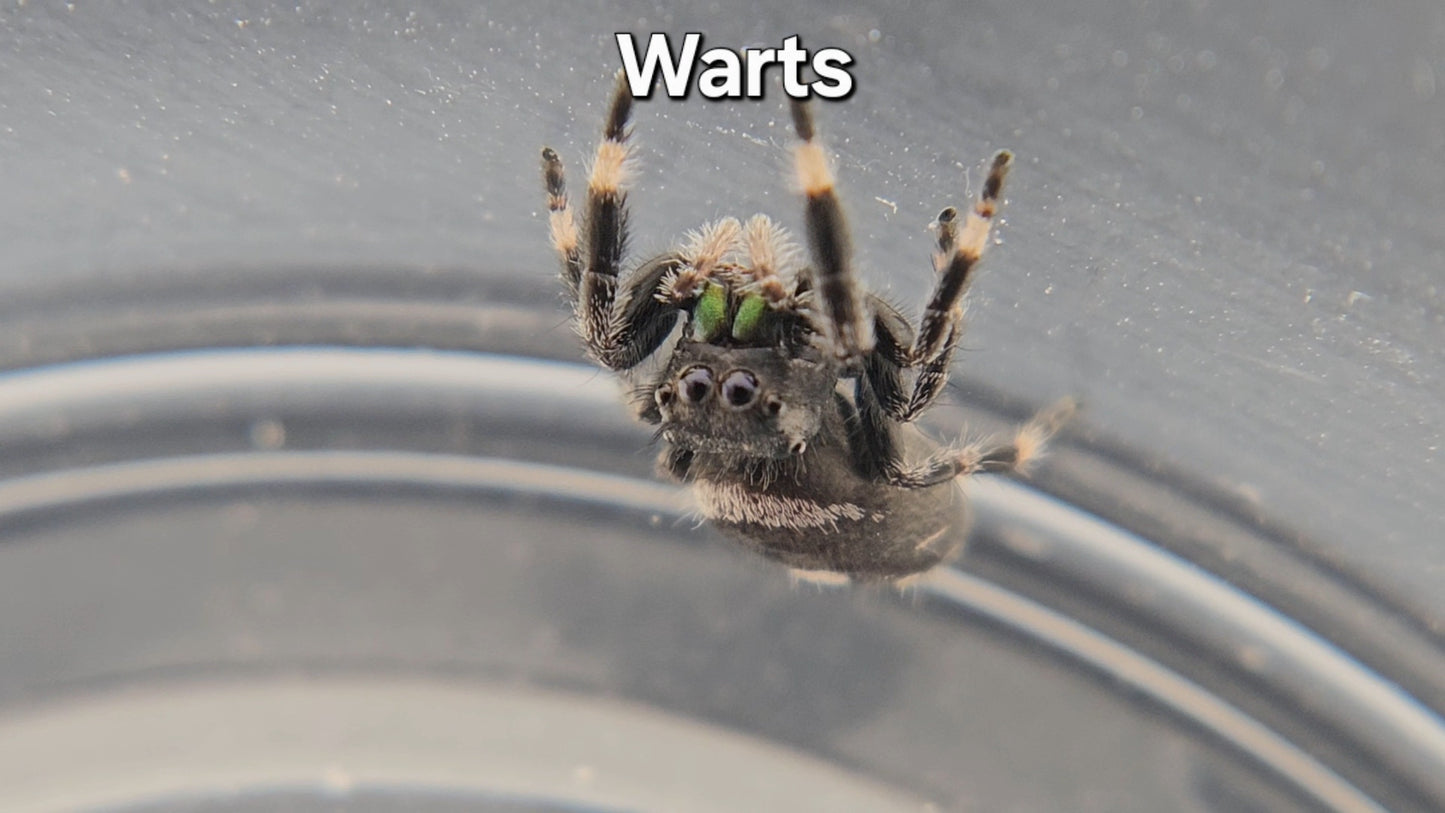 Warts - Male Regal