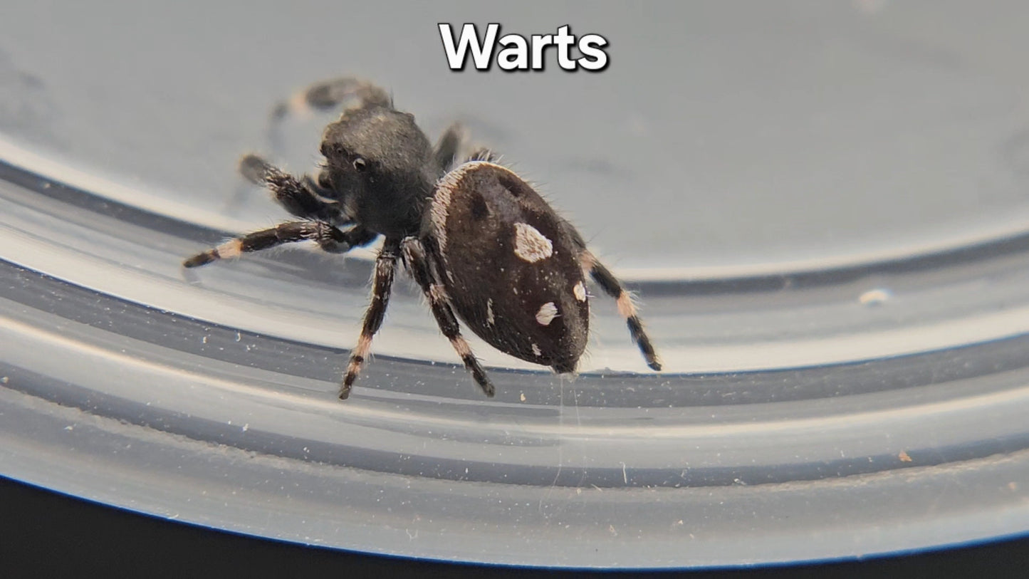 Warts - Male Regal
