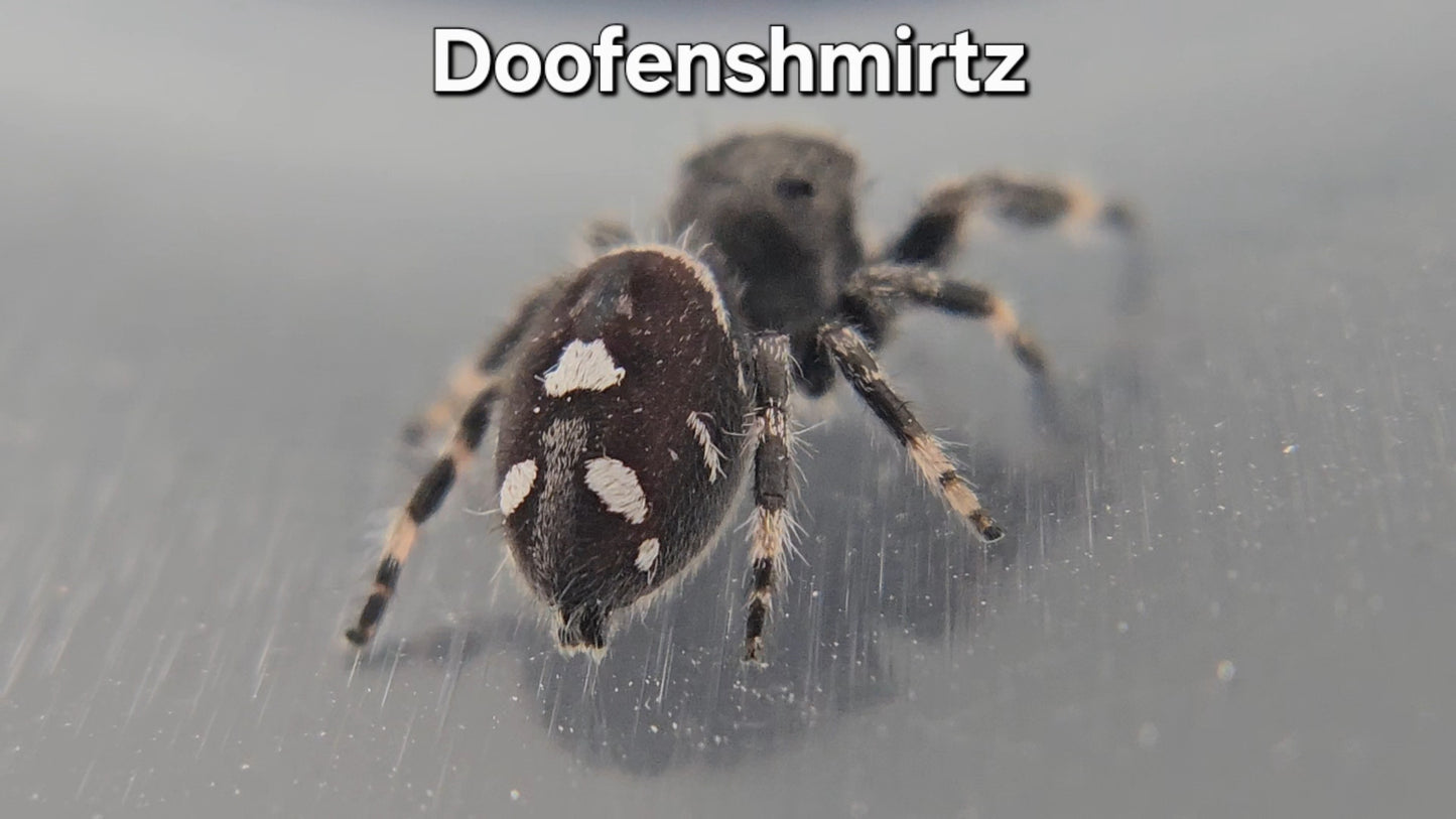 Doofenshmirtz - Male Regal