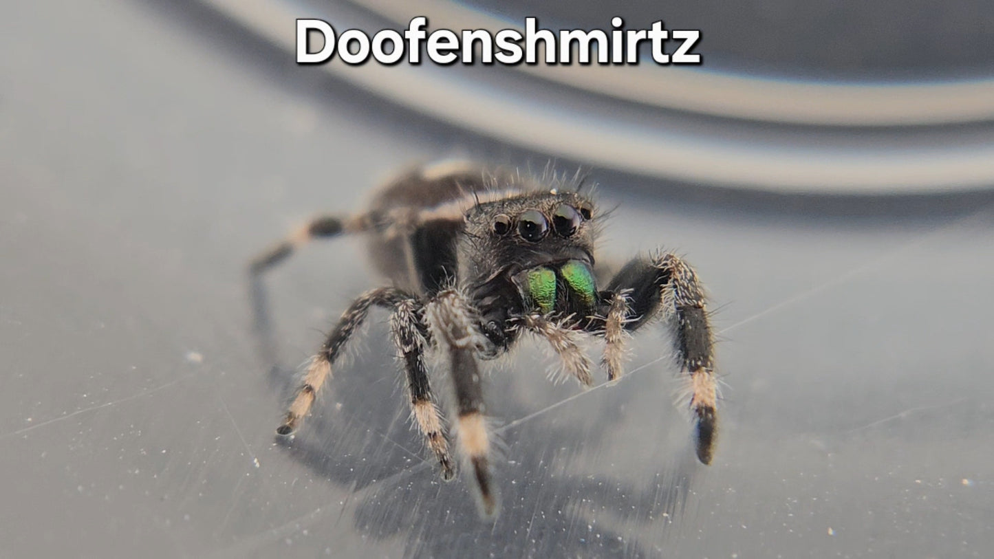 Doofenshmirtz - Male Regal