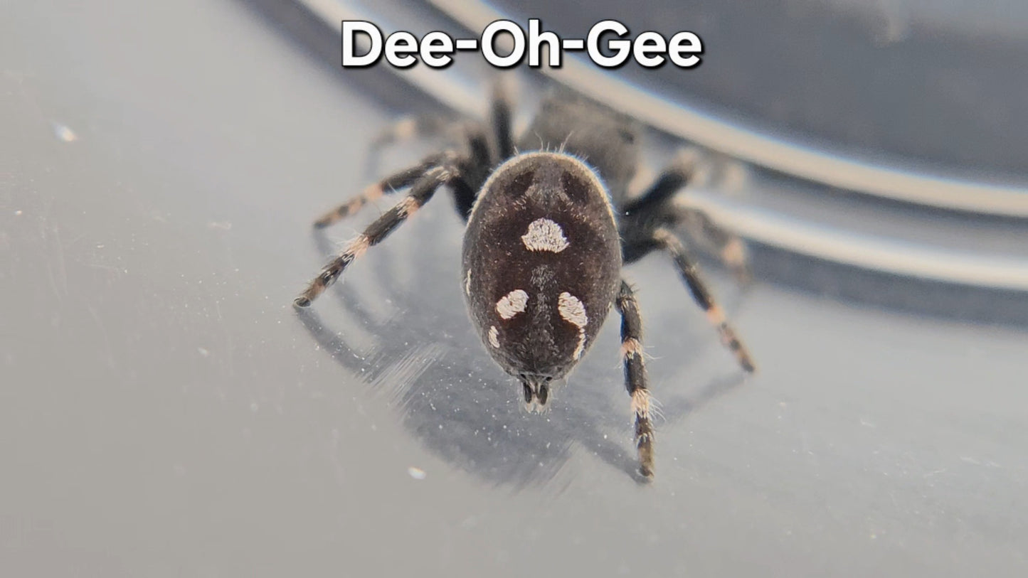 Dee-Oh-Gee - Male Regal