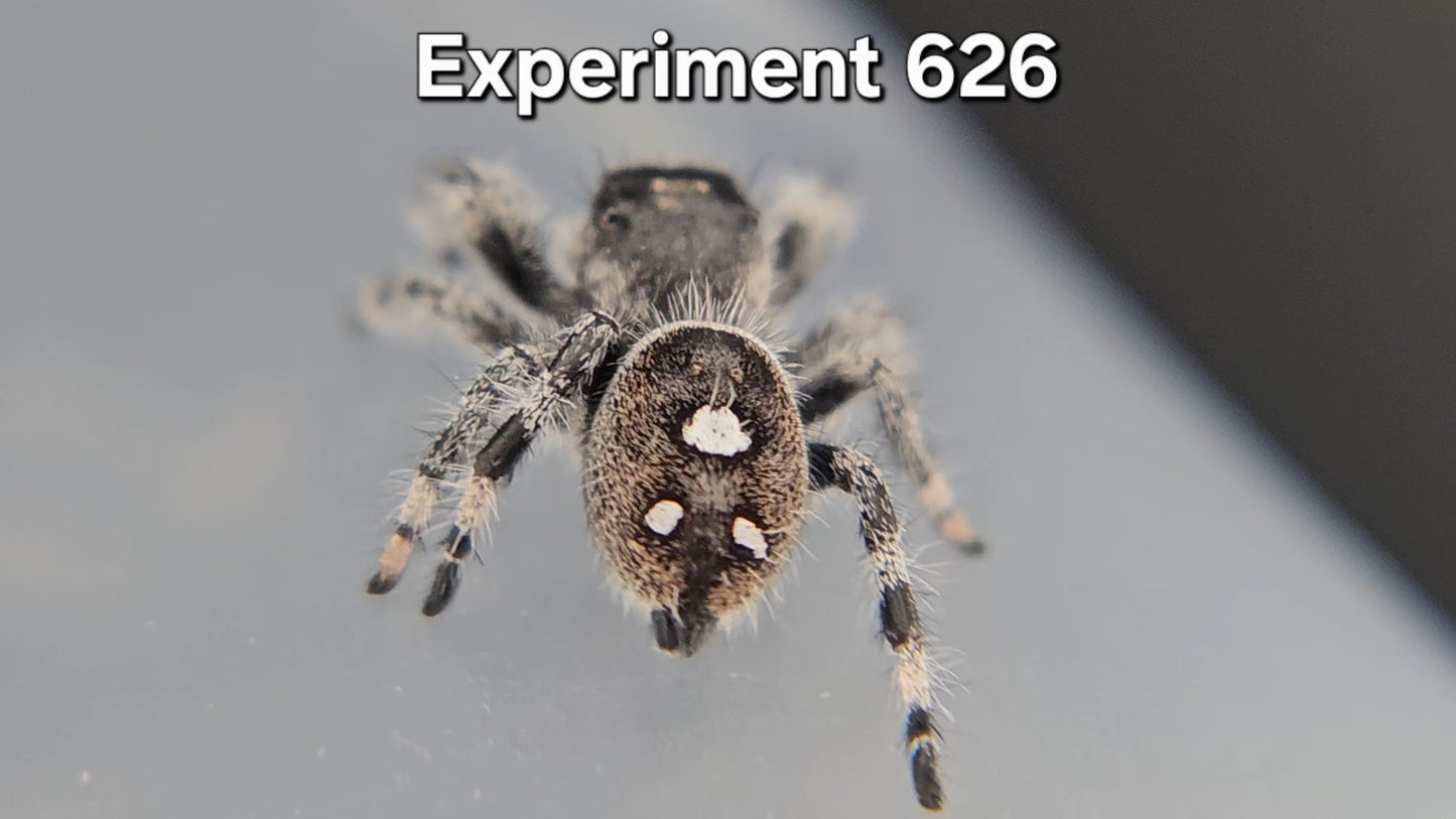 Experiment 626 - Male Regal