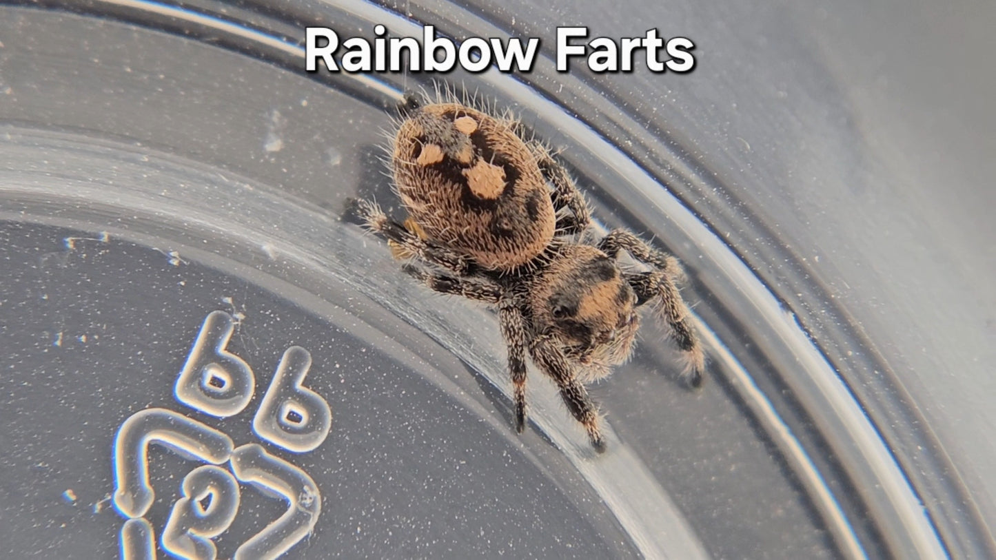 Rainbow Farts - Female Regal