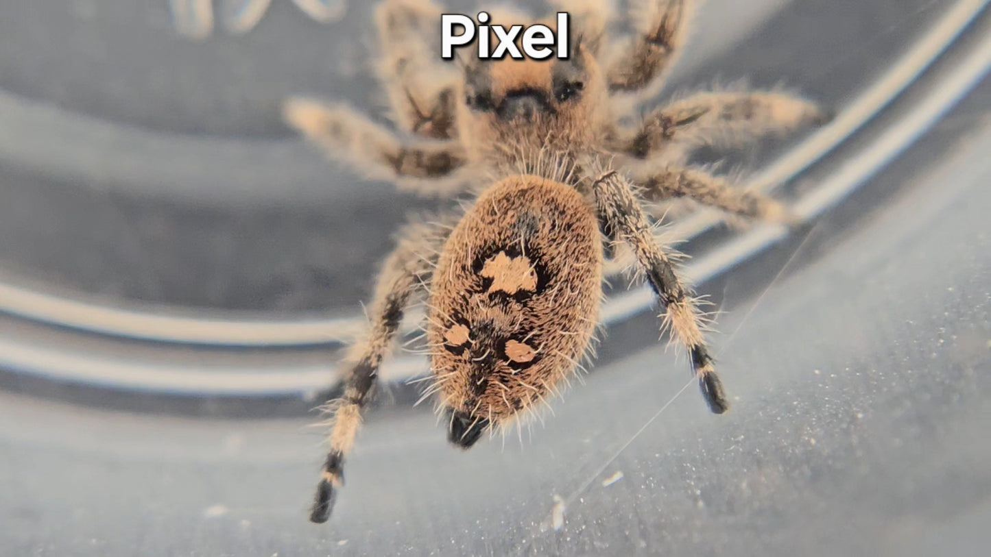 Pixel - Female Regal