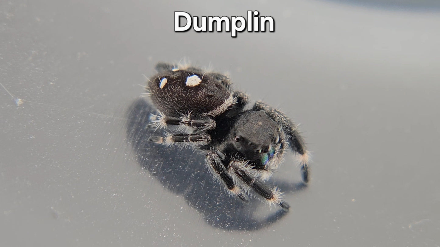 Dumplin - Male Regal
