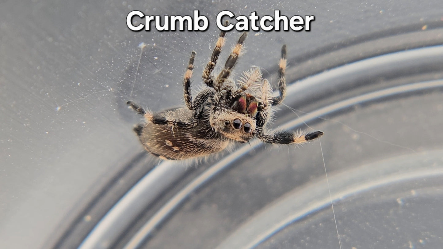 Crumb Catcher - Female Regal