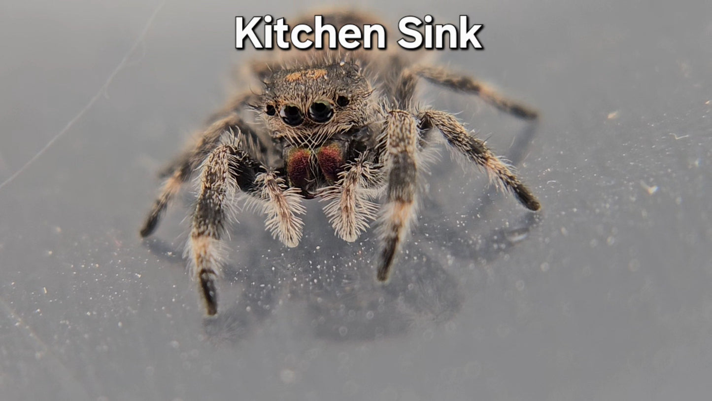 Kitchen Sink - Female Regal