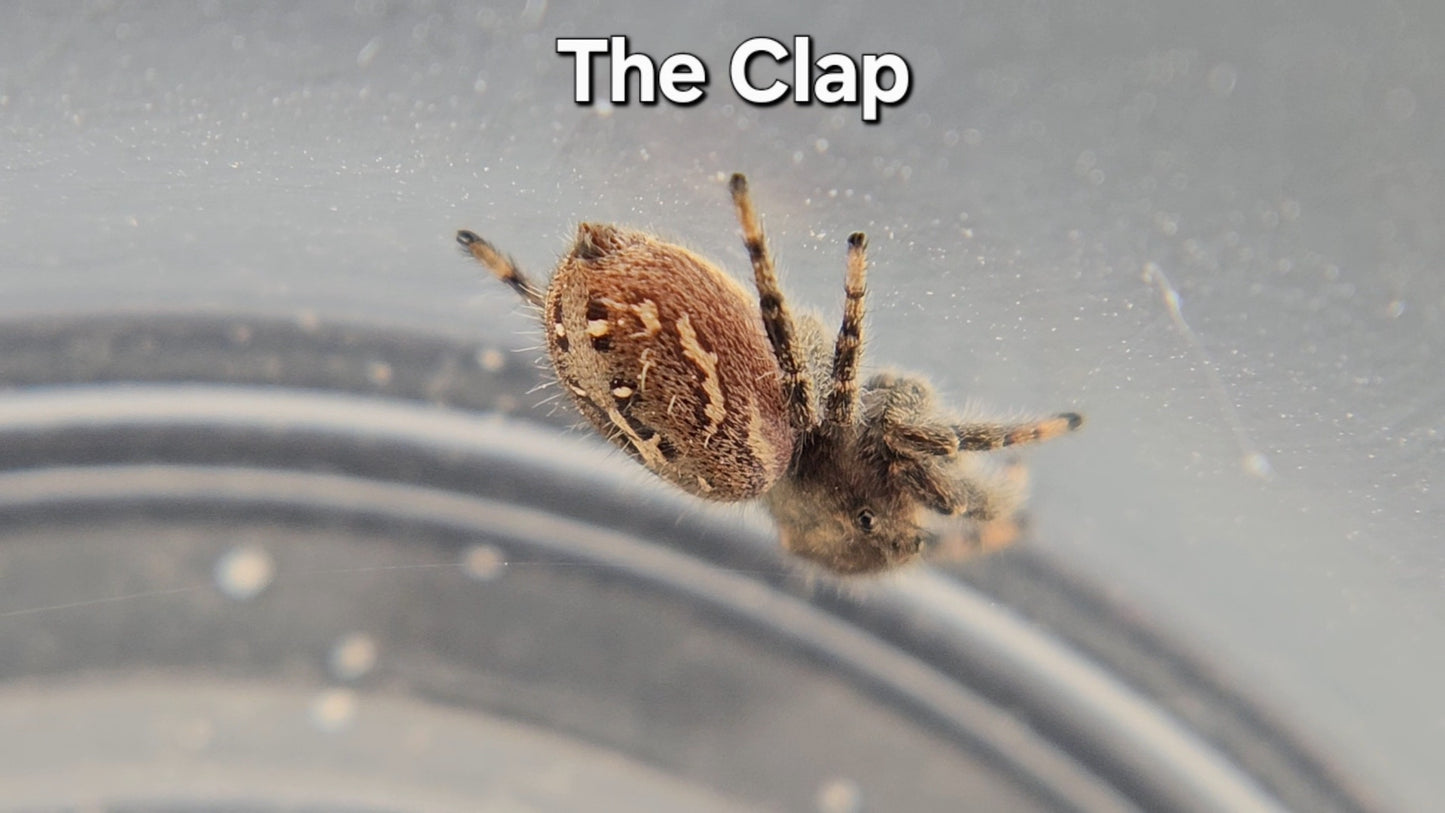 The Clap - P texanus (Unsexed)