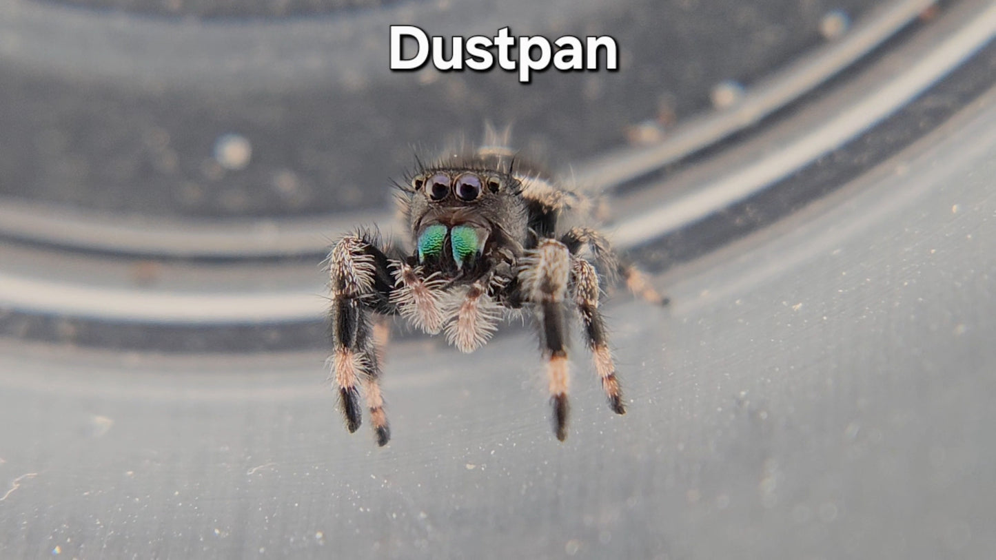 Dustpan - Male Regal