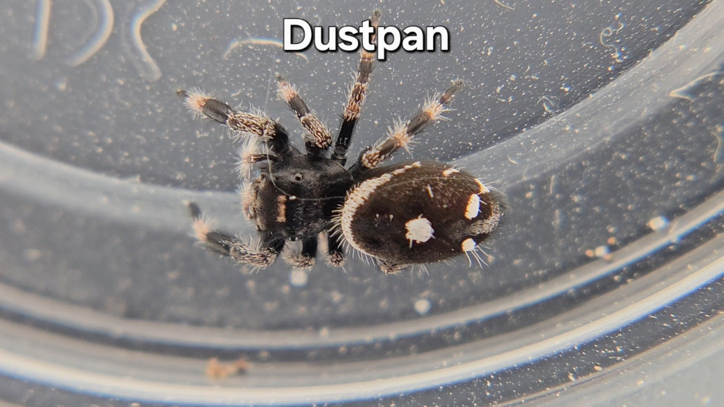 Dustpan - Male Regal