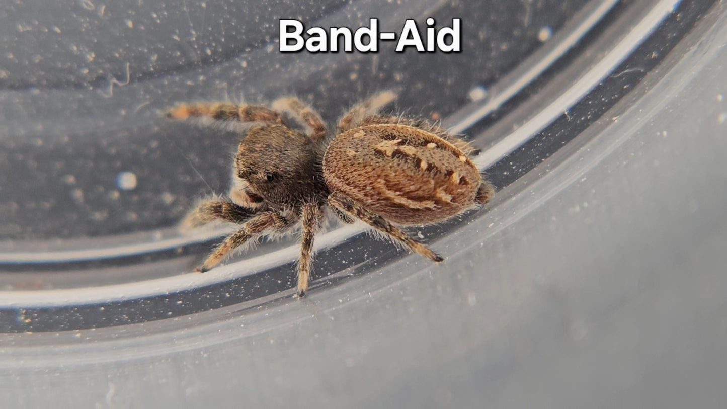 Band-Aid - P texanus (Unsexed)