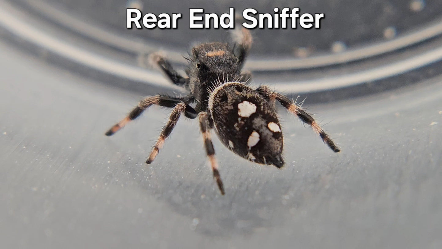Rear End Sniffer - Male Regal