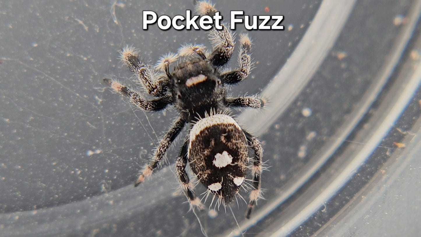 Pocket Fuzz - Male Regal