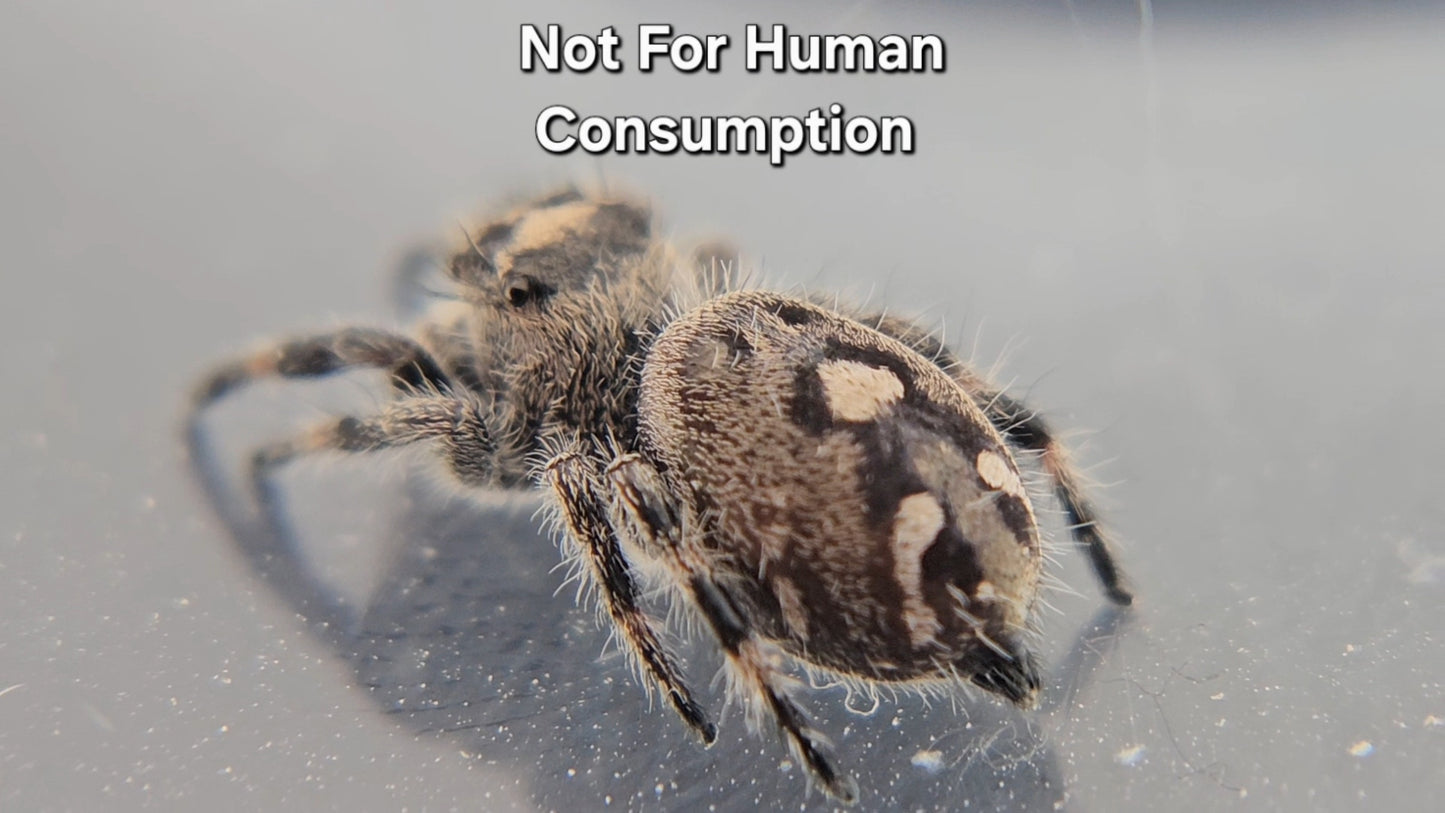 Not For Human Consumption - Female Regal