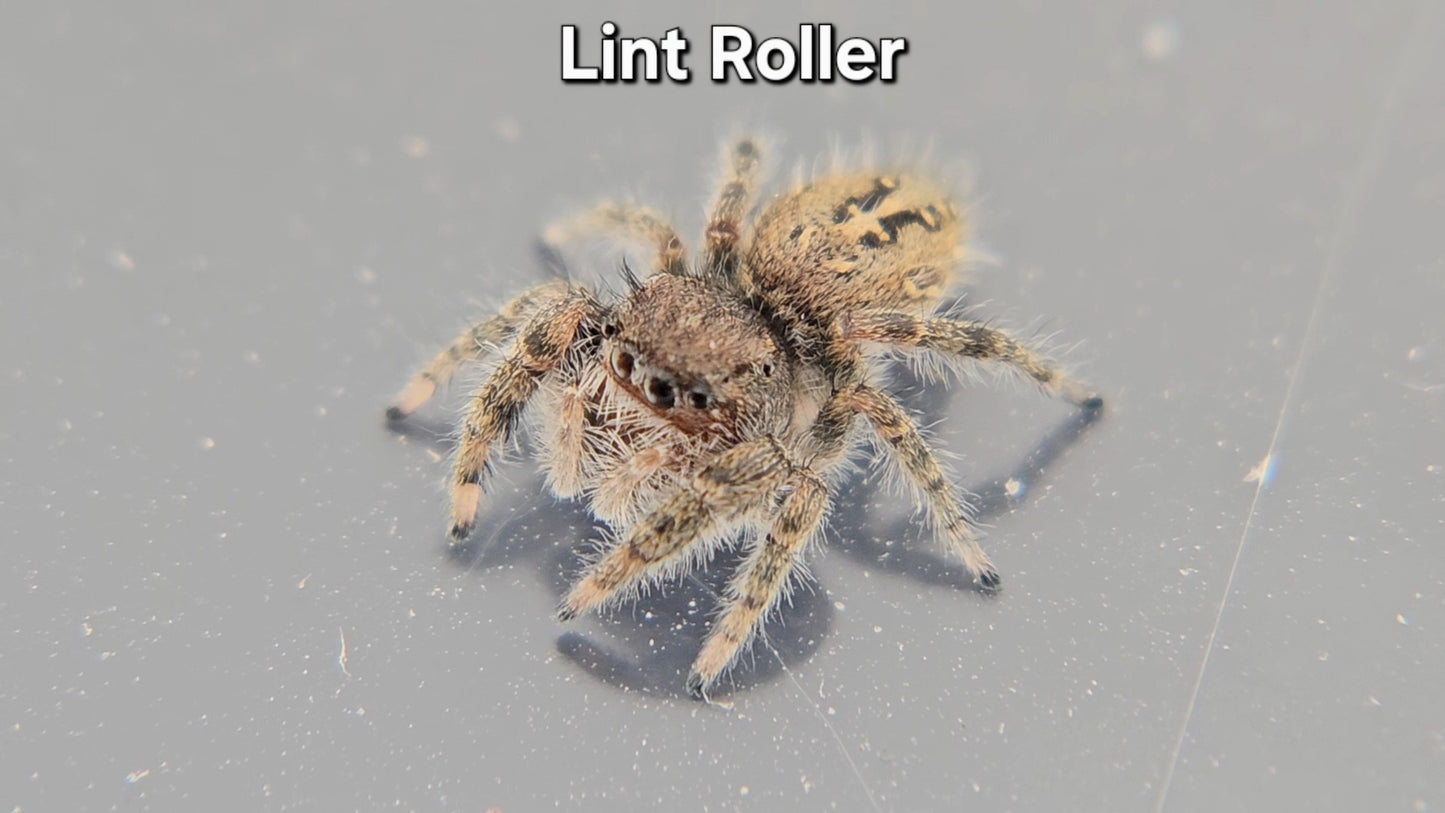 Lint Roller - P texanus (Unsexed)