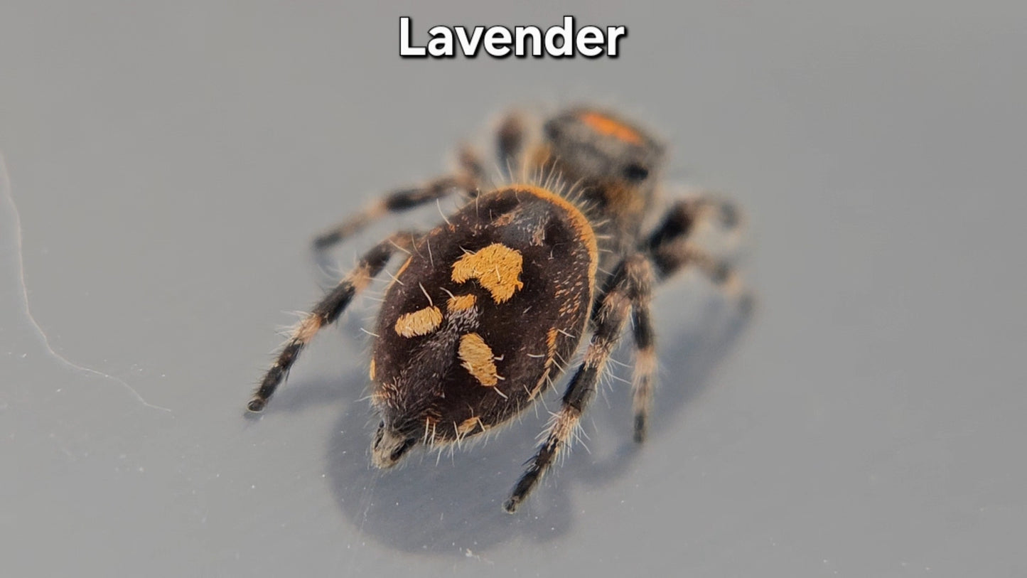 Lavender - Female Regal