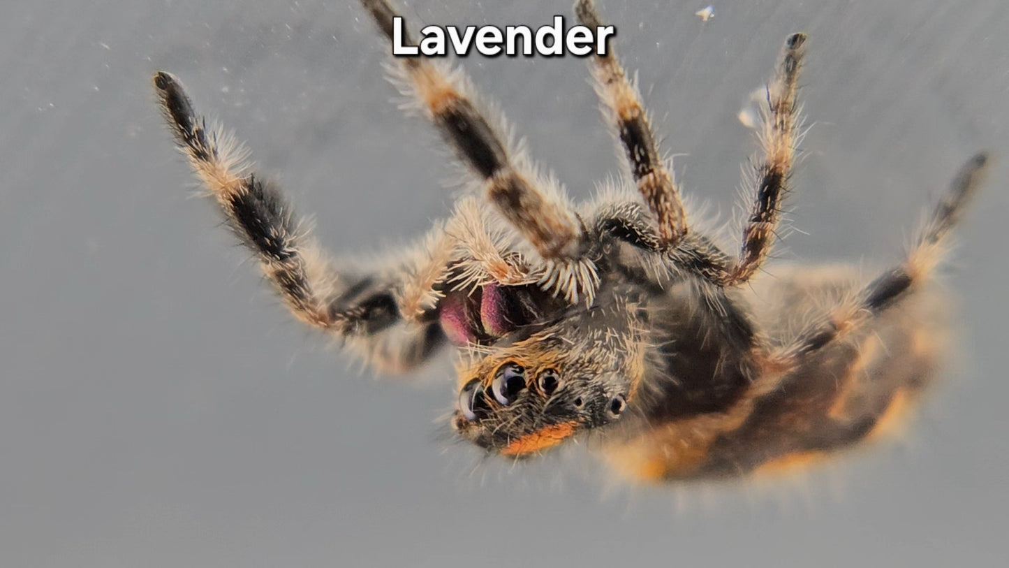 Lavender - Female Regal