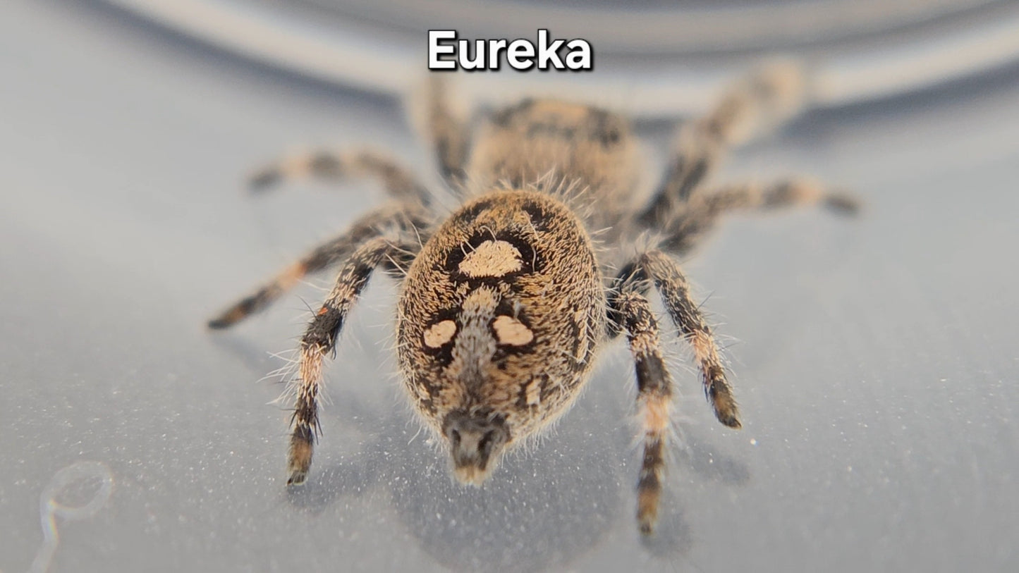 Eureka - Female Regal