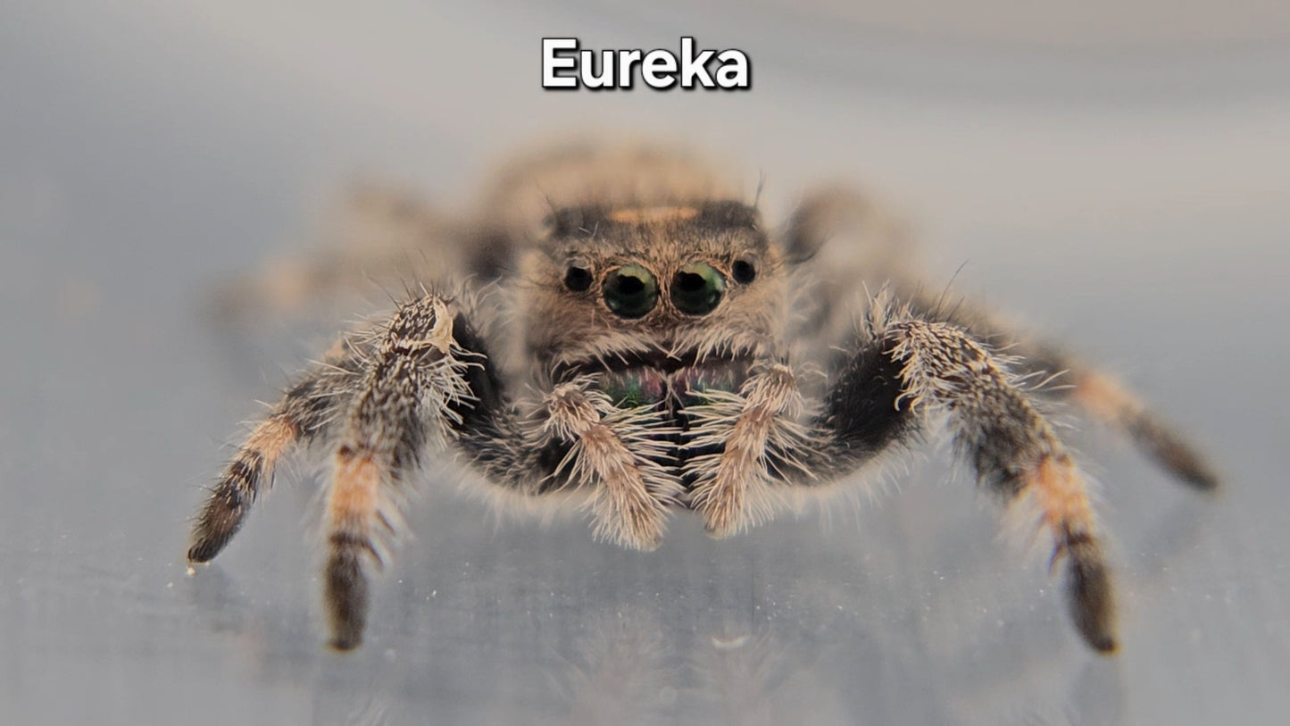 Eureka - Female Regal