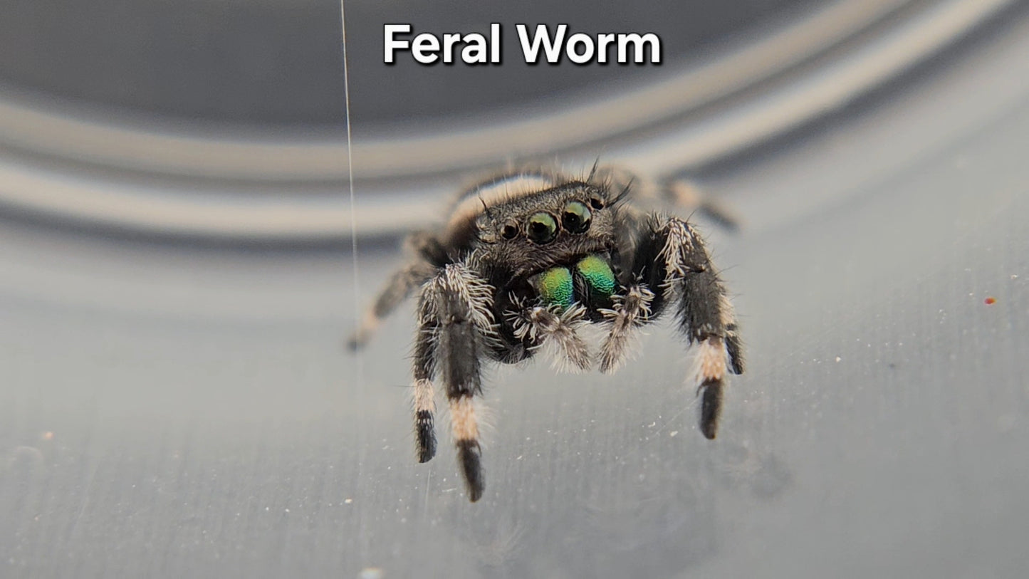 Feral Worm - Male Regal
