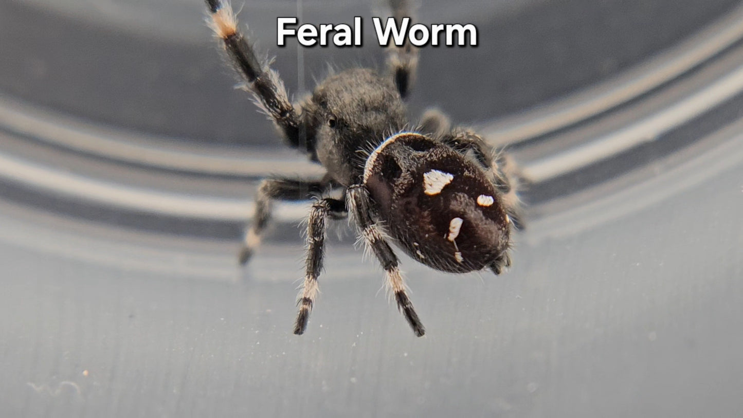 Feral Worm - Male Regal