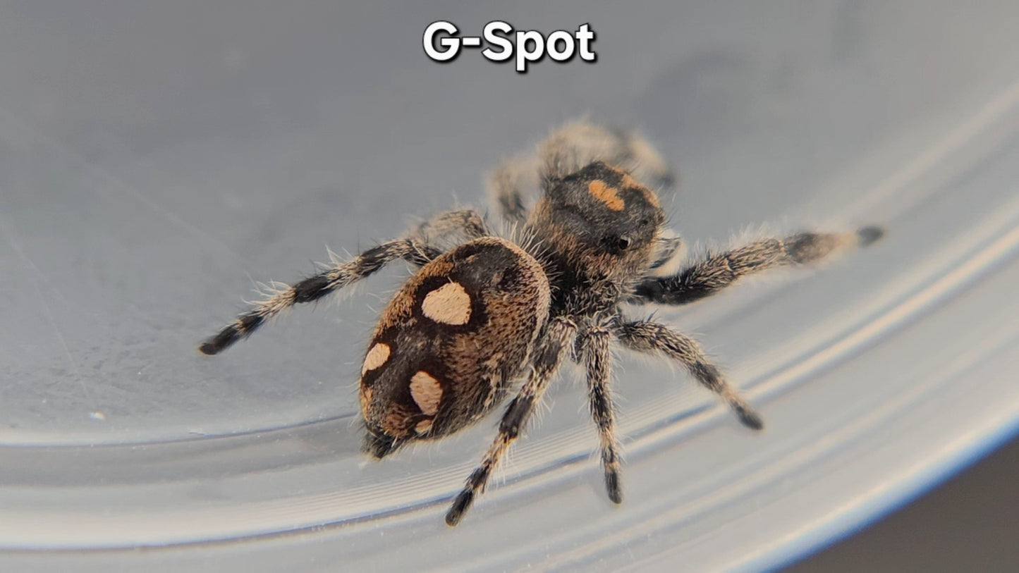 G-Spot - Female Regal