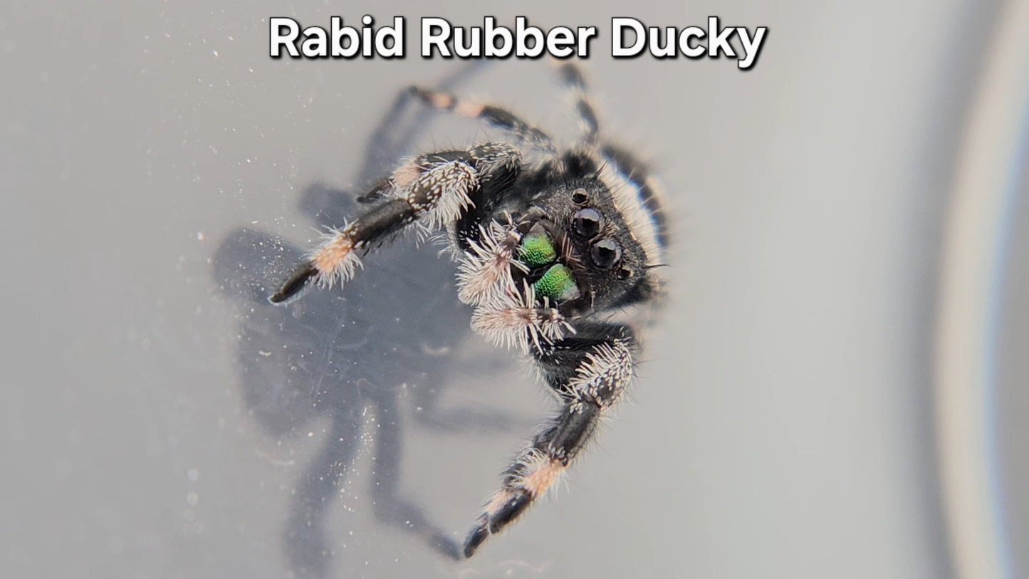 Rabid Rubber Ducky - Male Regal