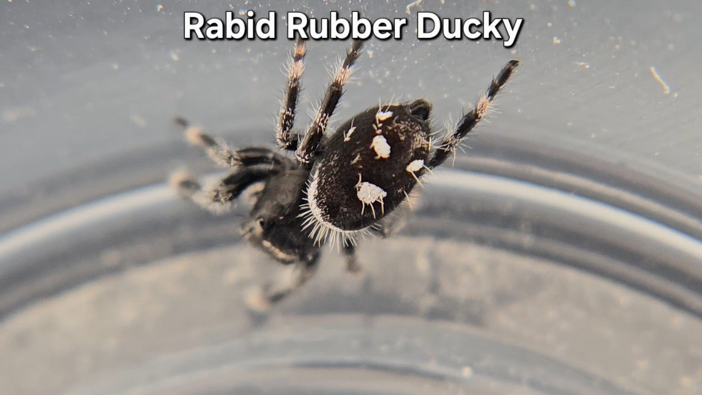 Rabid Rubber Ducky - Male Regal