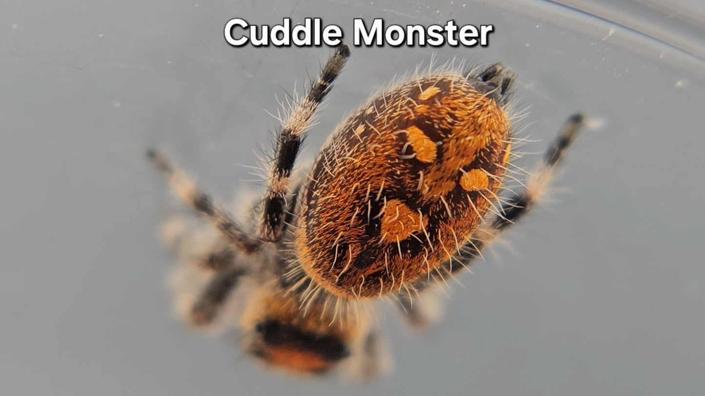 Cuddle Monster - Female Regal