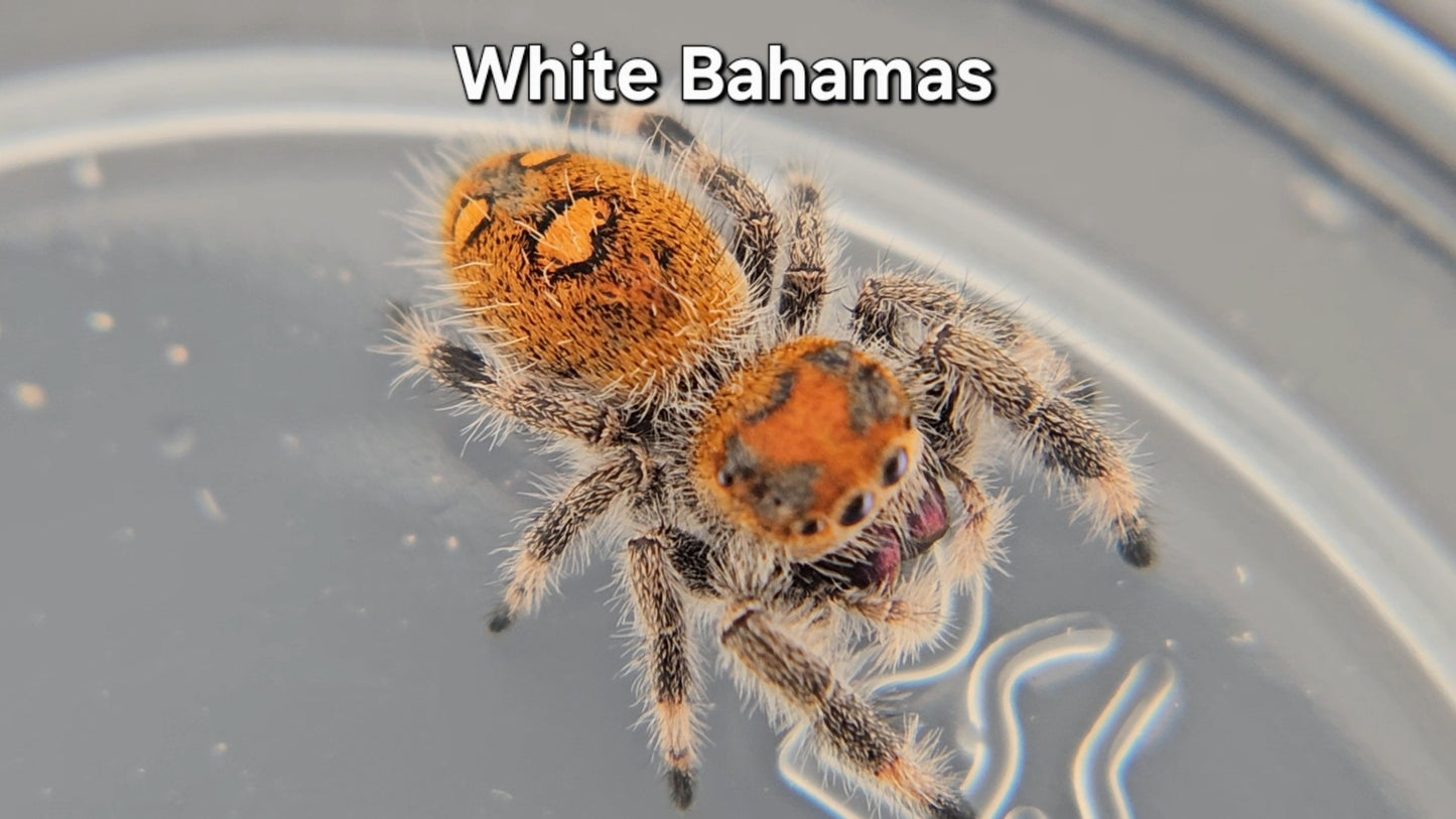 White Bahamas - Female Regal