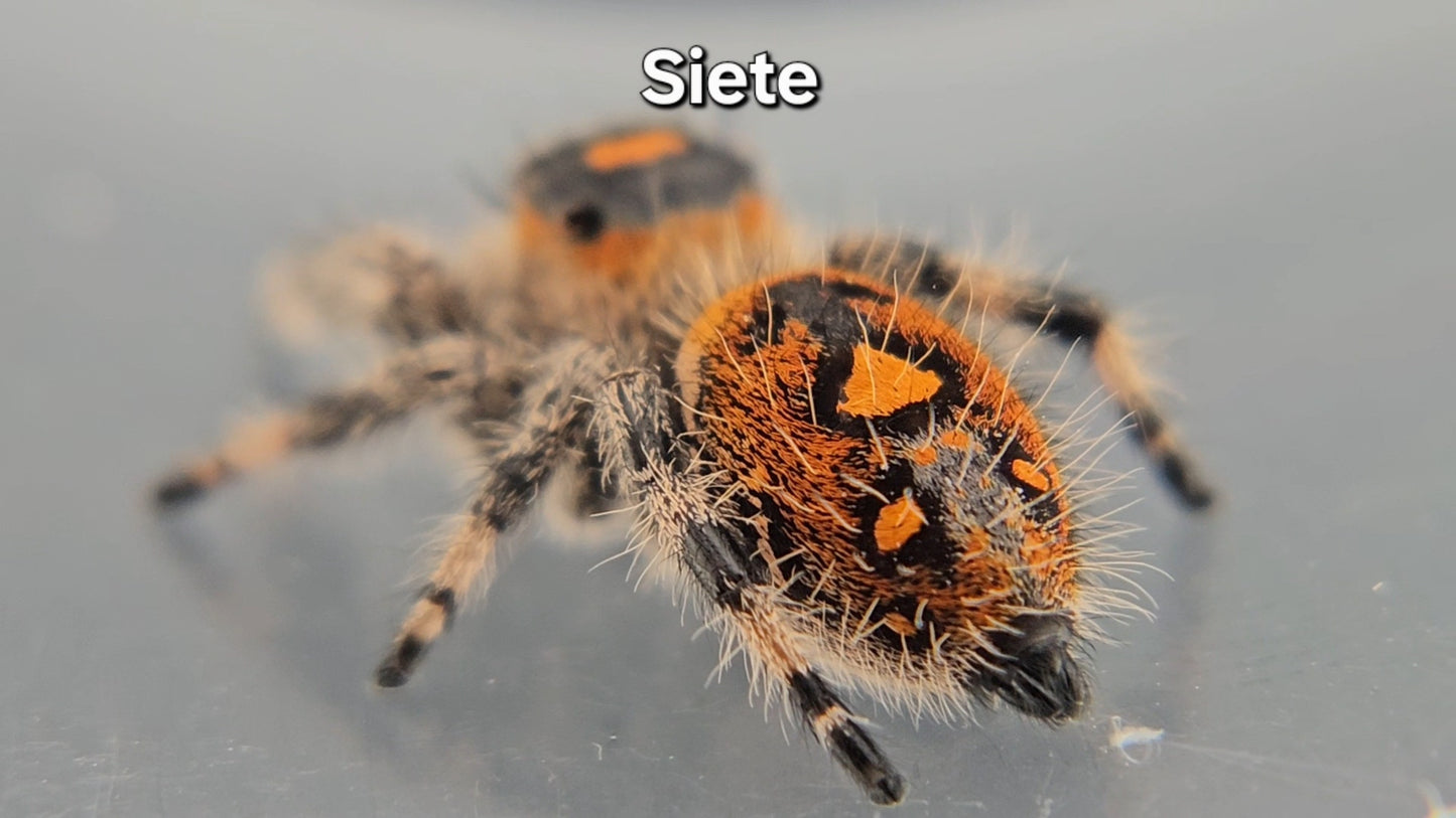 Siete - Female Regal