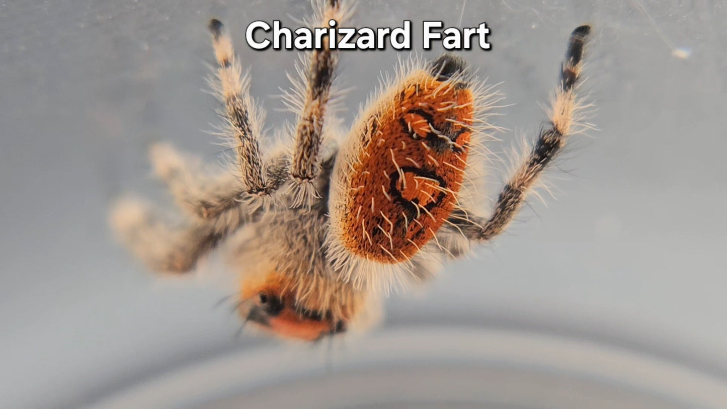 Charizard Fart - Female Regal