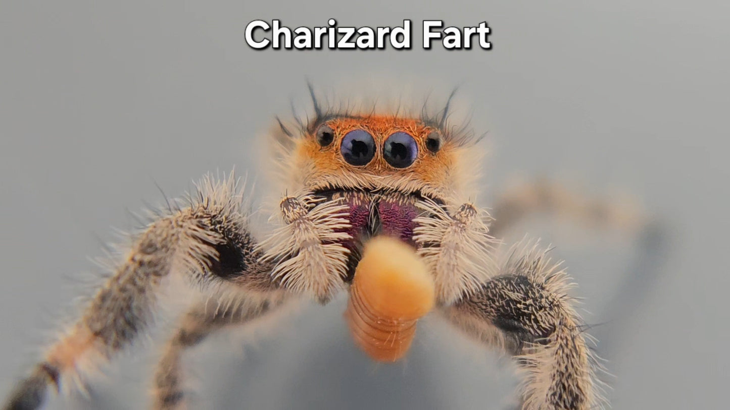 Charizard Fart - Female Regal