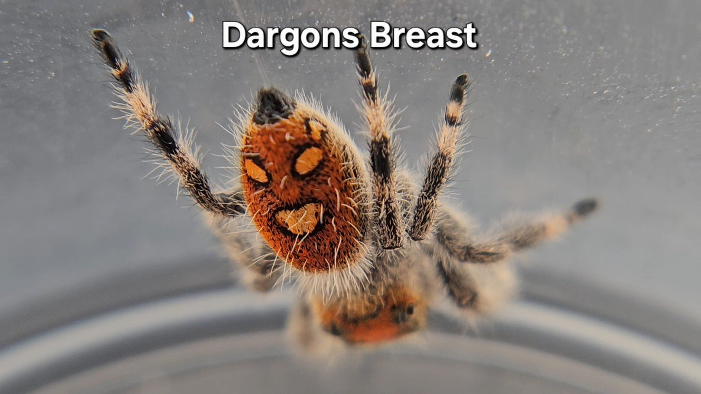 Dargons Breast - Female Regal