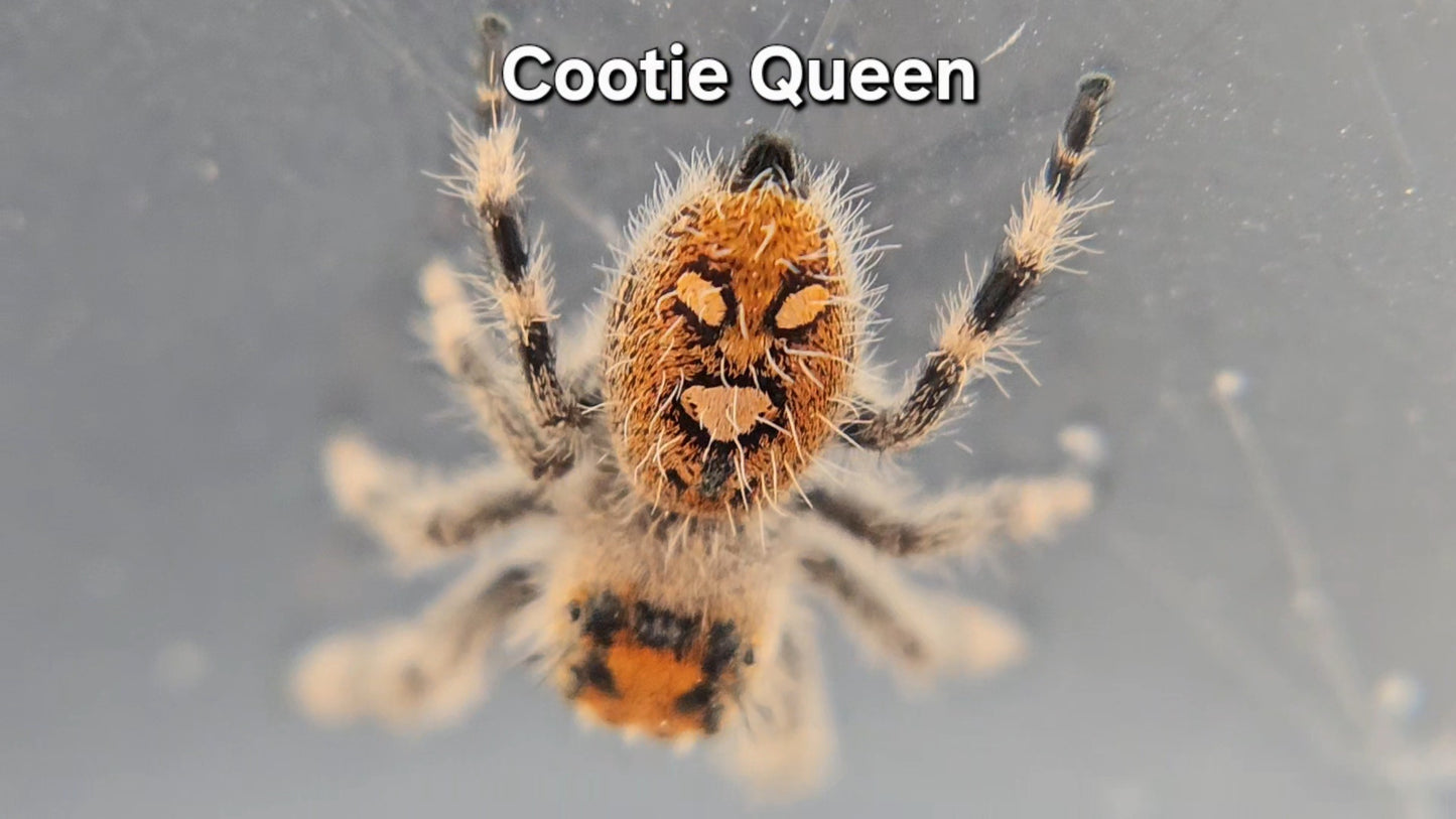 Cootie Queen - Female Regal