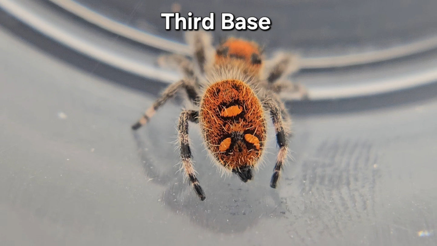 Third Base - Female Regal