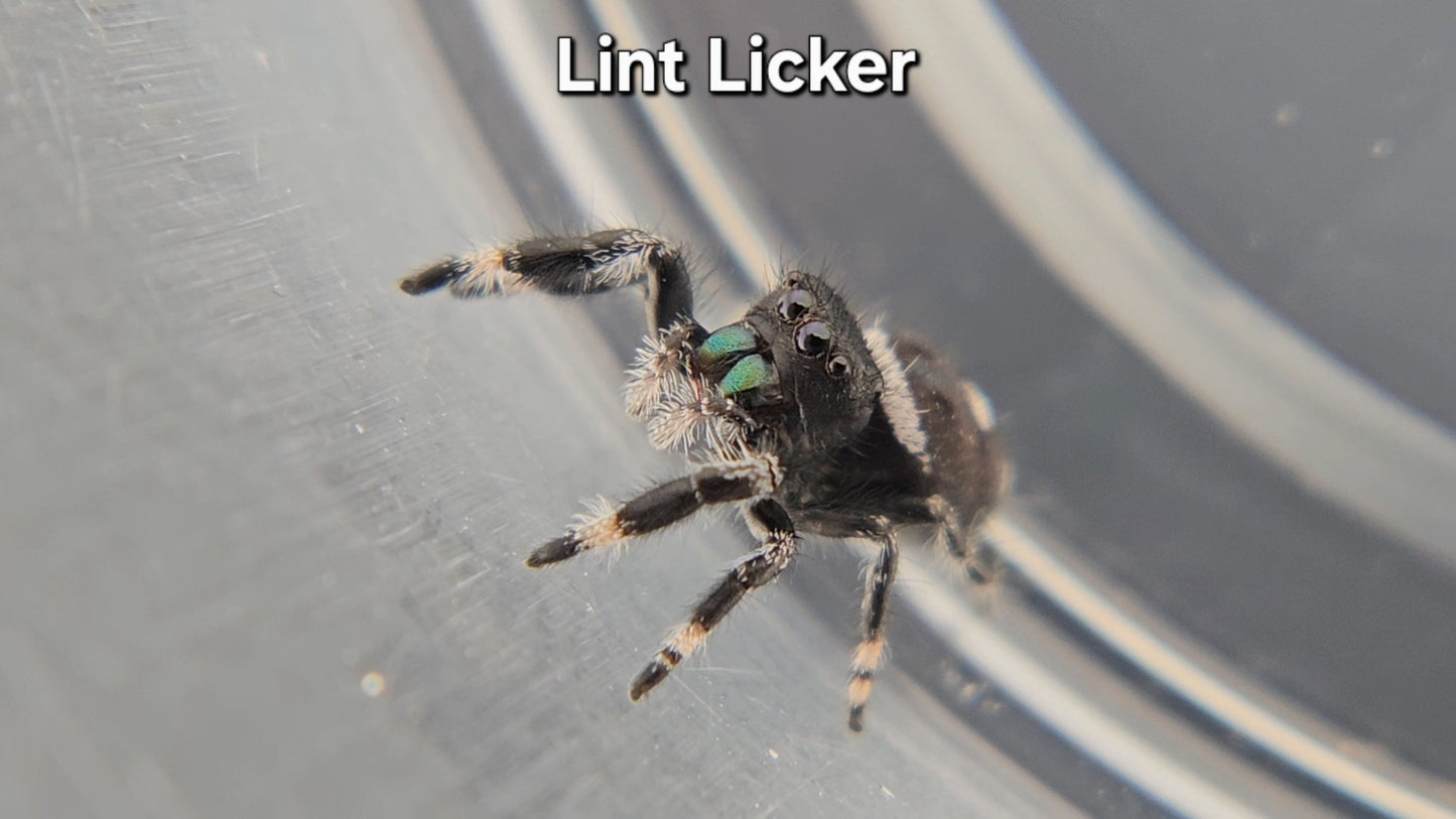 Lint Licker - Male Regal