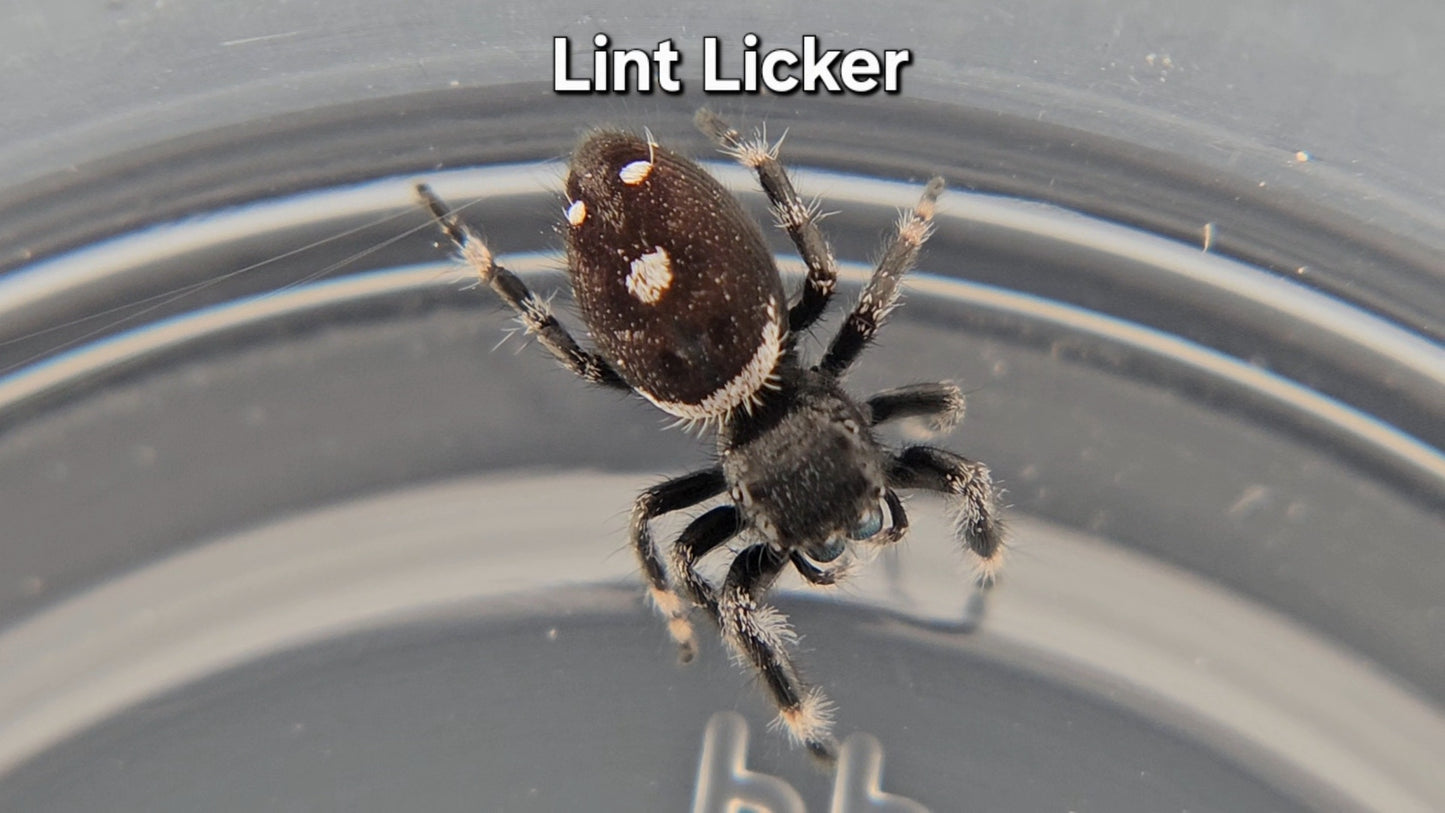 Lint Licker - Male Regal