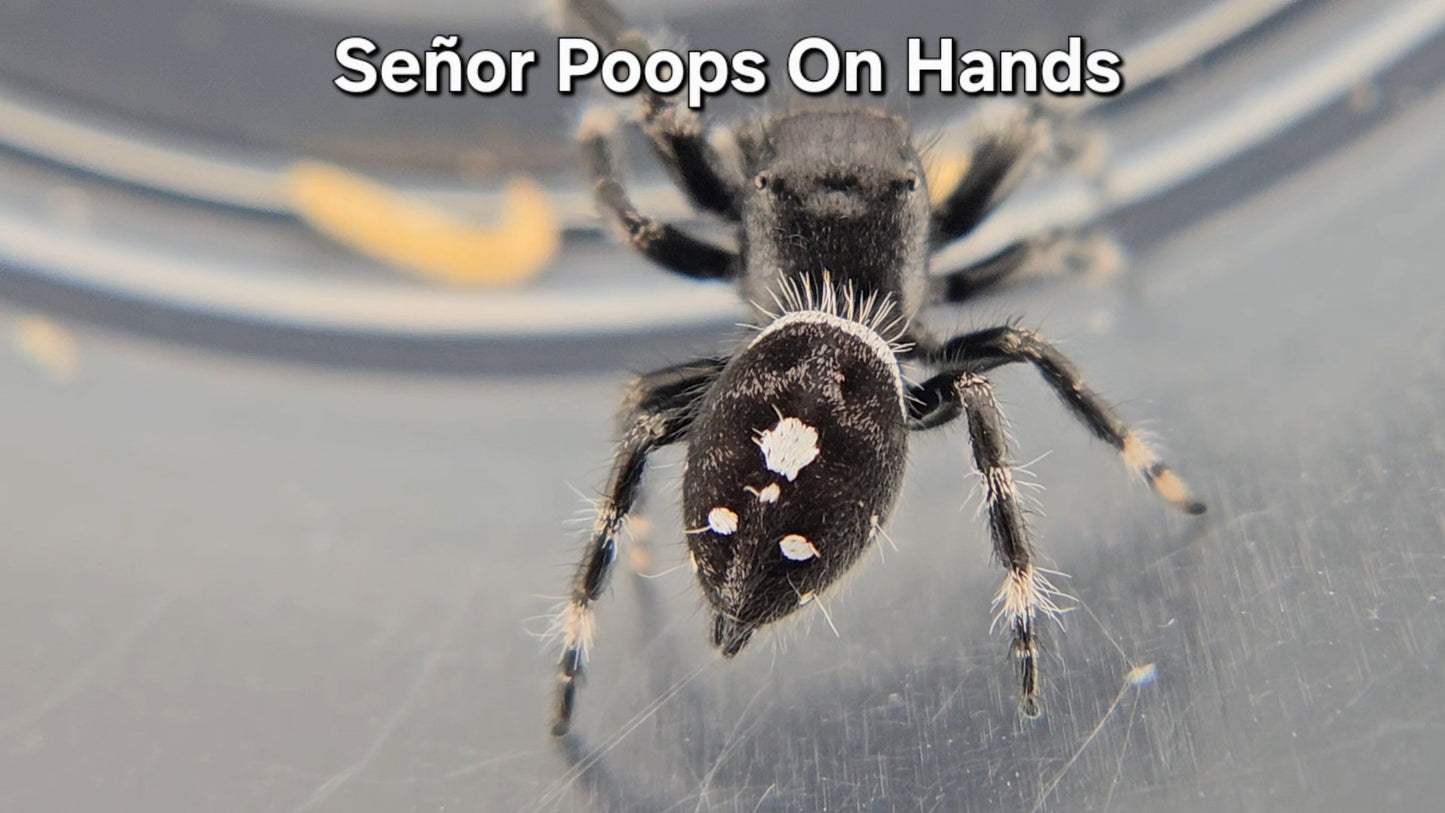 Señor Poops On Hands - Male Regal