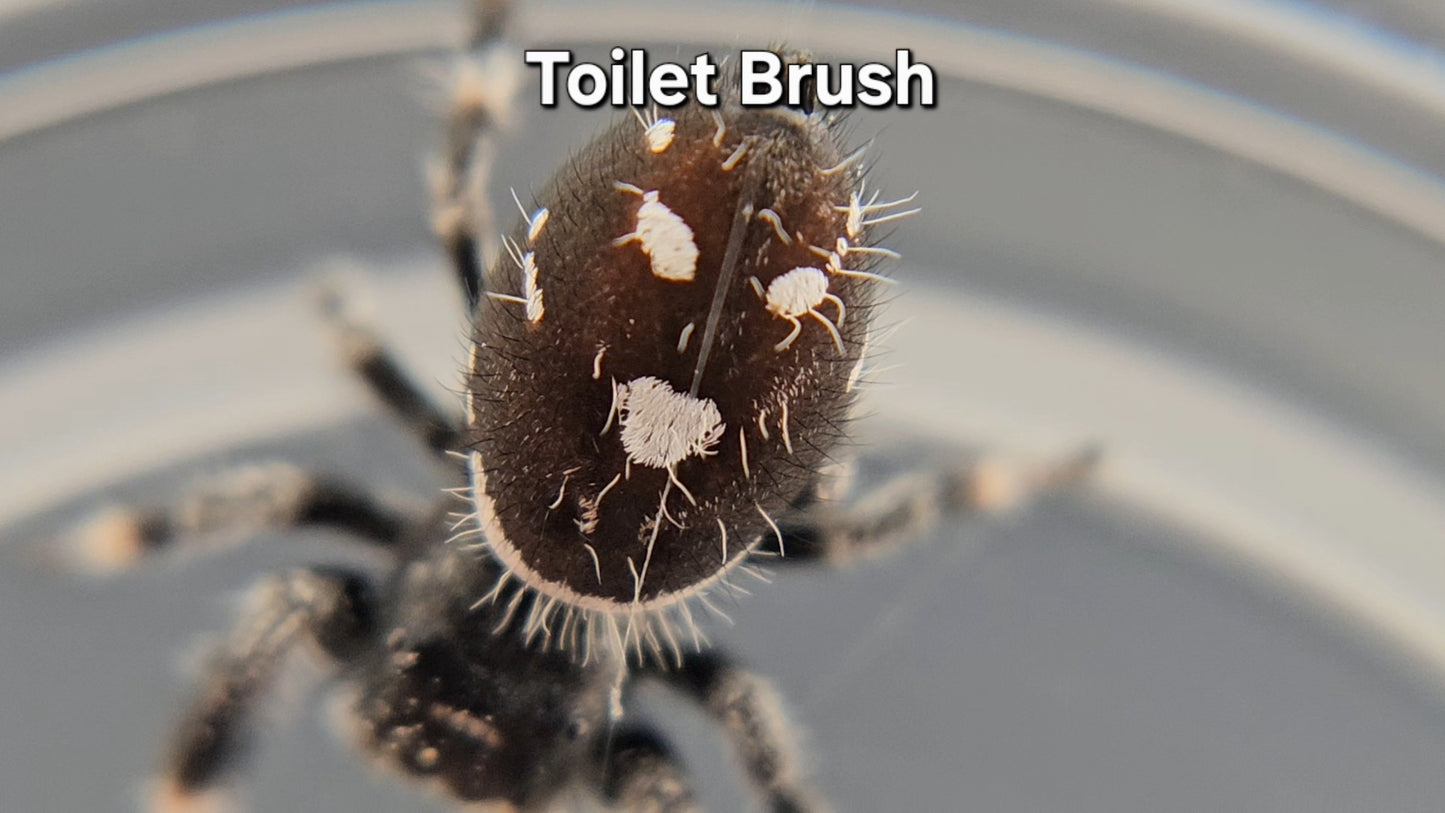 Toilet Brush - Male Regal