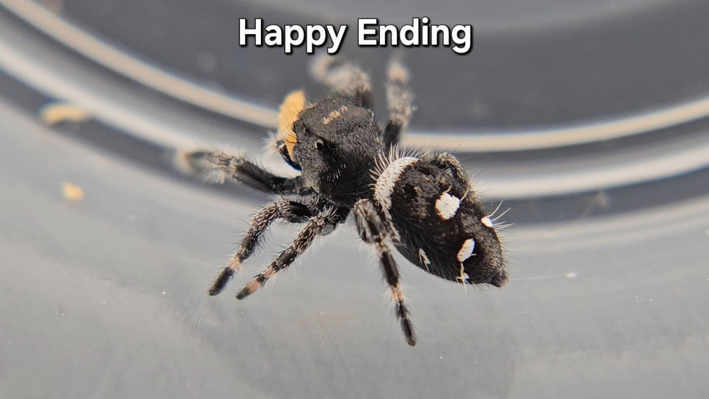 Happy Ending - Male Regal