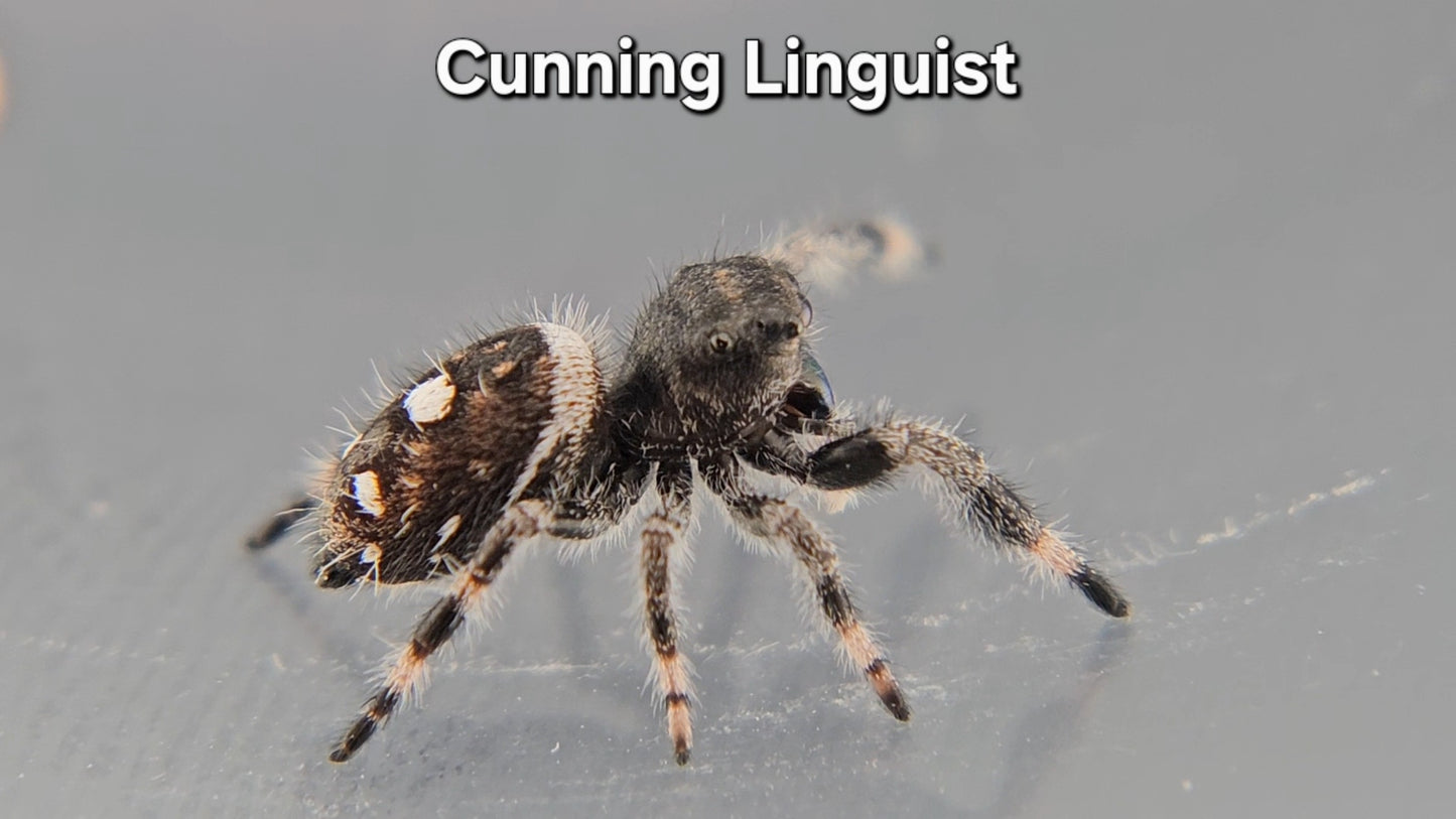 Cunning Linguist - Male Regal