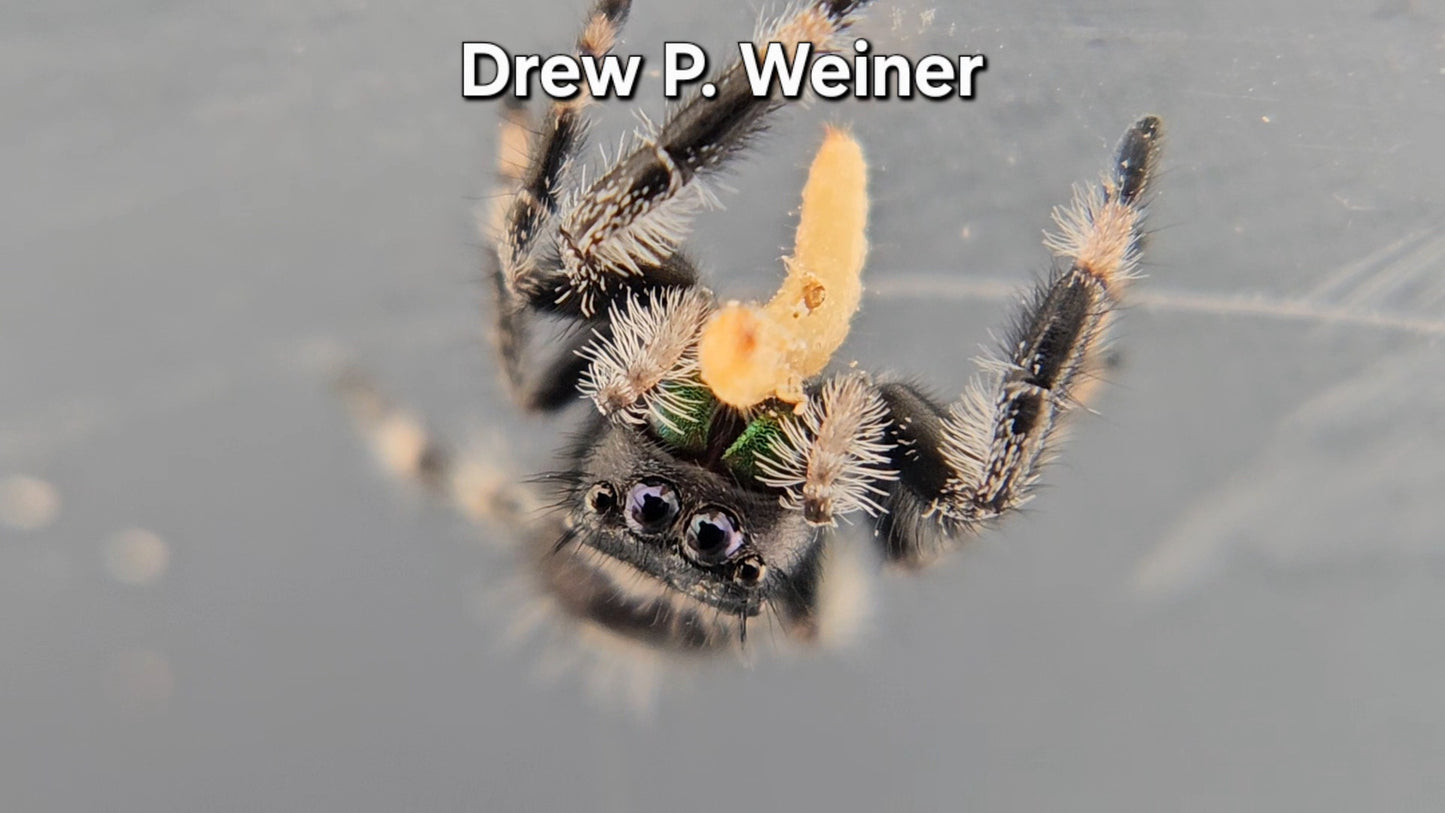 Drew P. Weiner - Male Regal