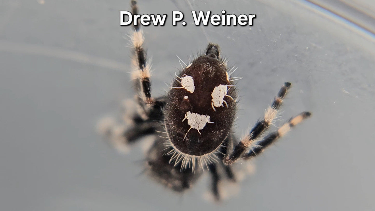 Drew P. Weiner - Male Regal