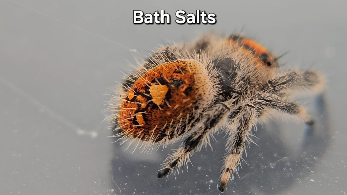 Bath Salts - Female Regal