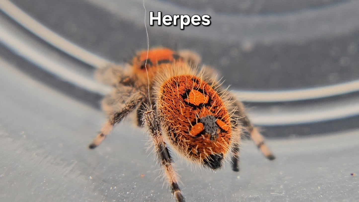 Herpes - Female Regal