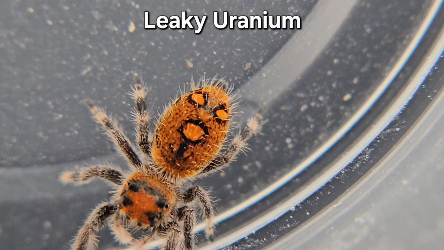 Leaky Uranium - Female Regal